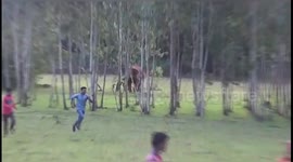 Terrifying moment elephant charges villagers in south-east India