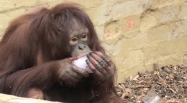 Orangutan's love their ice treats during hot weather