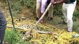 Leopard battling for life after being hit by speeding motorist near tea estate in eastern India