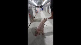 The strange piglet has only two legs