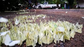 Thousands of butterflies flutter on the ground after rain in Thailand