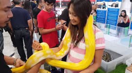 Shoppers at mall let corn snake wrap around them for pet show