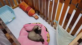 Furry ferrets win hearts at Thai pet show