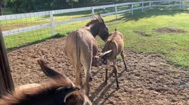 Bizarre old donkey has 'phantom pregnancy' and nurses newborn instead of actual mother