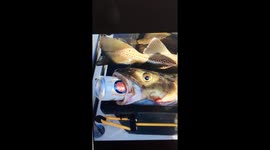 Cod fish loves beer!