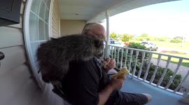Raccoon having a snack