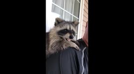 Raccoon eating a banana