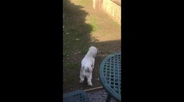 The dog sees something very scary in the pool