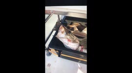 Cod fish swallows beer can (Miller light)