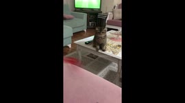 Cute kitten's head left spinning by flailing toy