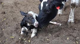 A calf is born with the help of veterinarian and pulling ropes at a ranch