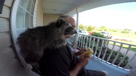 Rescued raccoon kit enjoys banana snack from carer