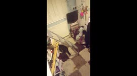 Cat climbing ladder