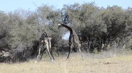 Male giraffes brutally battle for dominance in wilds of Botswana