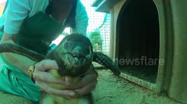 Adorable Moment Baby Penguin Says Hello To Camera