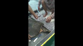 Sea turtle rescued by fisherman after being hit by a harpoon spear