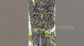 Hundreds of black, white and orange moths gather on tree in Thailand