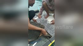 Sea turtle rescued by Thai fisherman after being hit by a harpoon spear