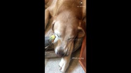 Bird on Dog: You hear out of your eye... right?!