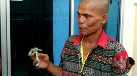 Man casually holds tiny but deadly viper wrapped around his fingers