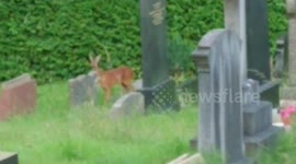 Deer Fawn Eats In Church Graveyard/Cemetery