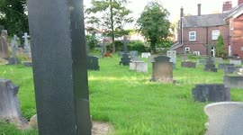 Deer Fawn Eats In Church Graveyard/Cemetery