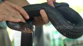 Beautiful Slow Motion Footage Of Americans Rarest Reptile: The Eastern Indigo Snake