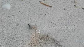 Cute little crab
