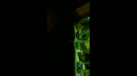 Sleeping fish wakes up