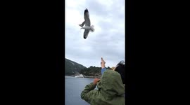 Seagull takes bread from hand off moving boat