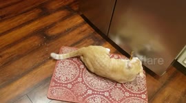 Crazy Cat on Catnip