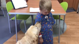 Lorenzo the Therapy Dog at McLane Children's Hospital in Temple, TX (USA)