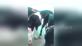 15 skeletal Great Danes rescued from abandoned breeding farm