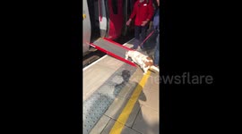 UK train conductor sets up ramp to help short-legged dog board train