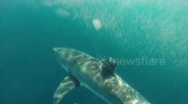 Shark footage