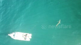 Huge great white shark circles '10 times' around Aussie fisherman's boat