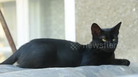 A black cat on the street of Tryavna Bulgaria