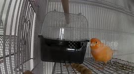 Funny Pet Canary Bird having a bath