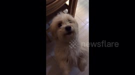 Little griffin to take chicken bone from my hand