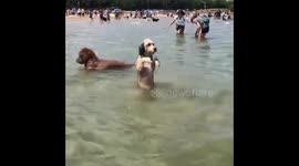 Puppy attempting to swim