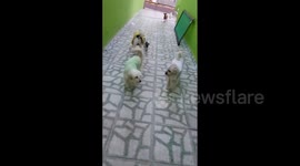 Doguinhos todos já agasalhados para o frio