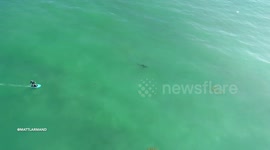 Ominous moment great white sharks circle California surfers
