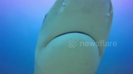 Diver off Mexico has near miss with bull shark