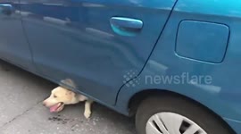 Happy moment traffic cops rescue dog stuck under car in Thailand