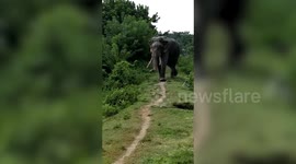 Wild elephant destroys three houses while scrounging for food in east India