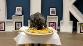 UK chef whips up DIY pizza for puppies