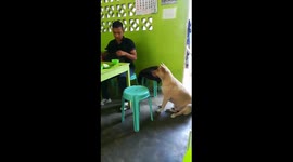 Polite stay dog asks diners for food in the Philippines