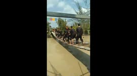 Challenge on balance in the shaking bridge