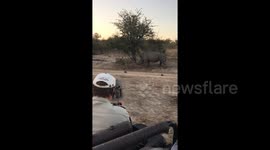 Cute moment baby rhino pretends to charge at safari jeep in South Africa