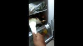 Cool cat in India refuses to leave fridge that it was chilling inside